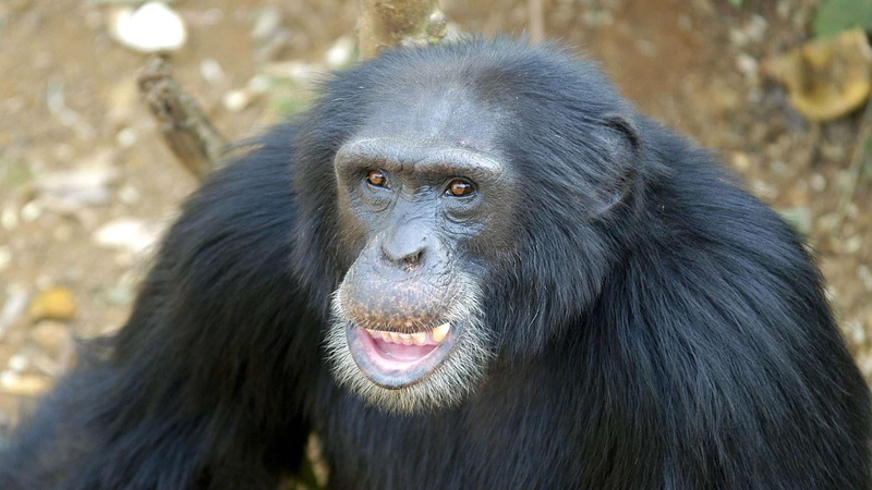 no people, outdoors, vertebrate, close-up, ape, primate, animal, animal themes, 1080P, animal wildlife, animals in the wild, nature, chimpanzee, monkey