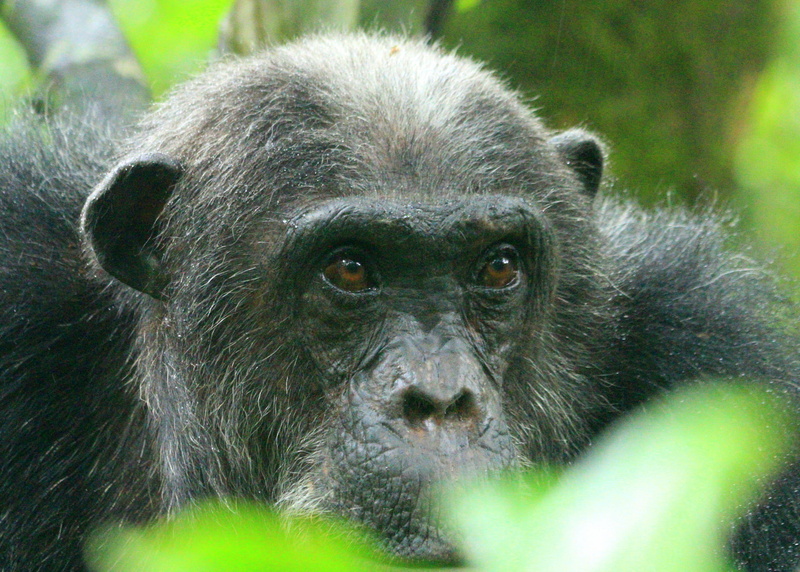 close-up, no people, forest, chimpanzee, one animal, animals in the wild, wise eyes, mwiga, day, grey stoke chimps, outdoors, mahale, 2K, gene taylor photography