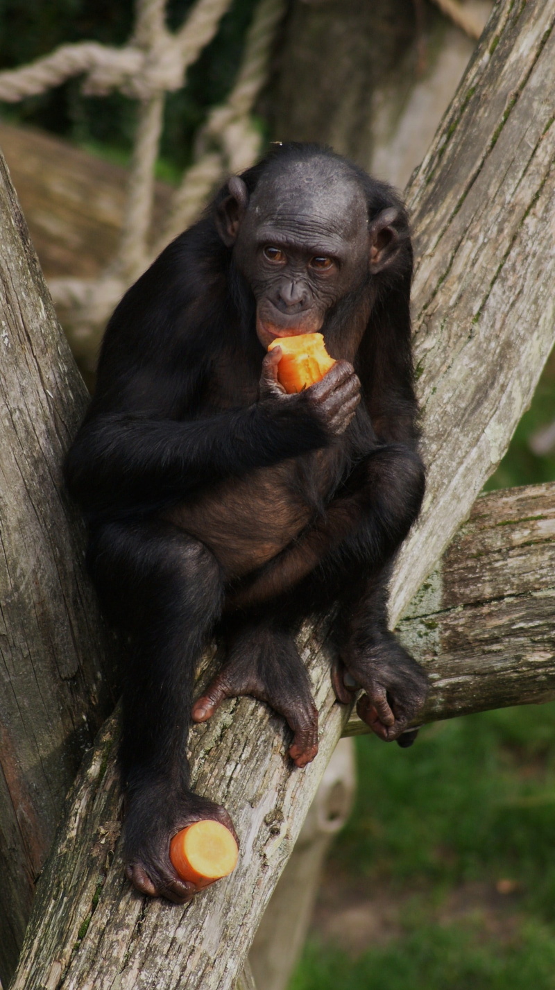 bonobo, wood - material, 2K, food, hairy, primate, tree, vertebrate, mammal, ape, monkey, animal themes, chimpanzee, chimp, animal, animals in the wild