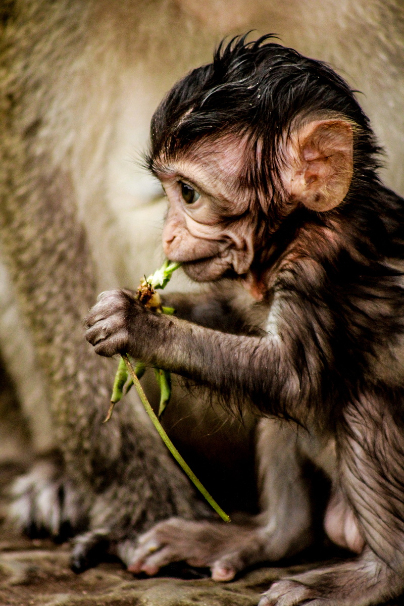angkor wat, wildlife, brown, animal wildlife, hungry, child, food and drink, plant, primate, nature, ear, 5K, chimp, close-up, baby, focus on foreground