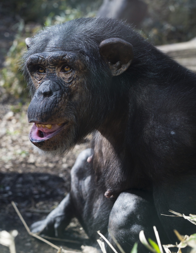 chimp, 4K, mouth open, looking, looking away, one animal, animal themes, day, no people, animal head, primate, focus on foreground, outdoors, vertebrate