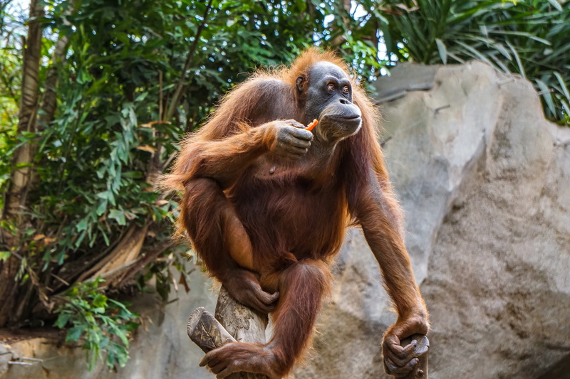 primate, tree, 5K, animal world, vertebrate, ape, apes, solid, chimps, mammal, outdoors, sitting, rainforest, eat, zoo, group of animals, monkey, äffchen