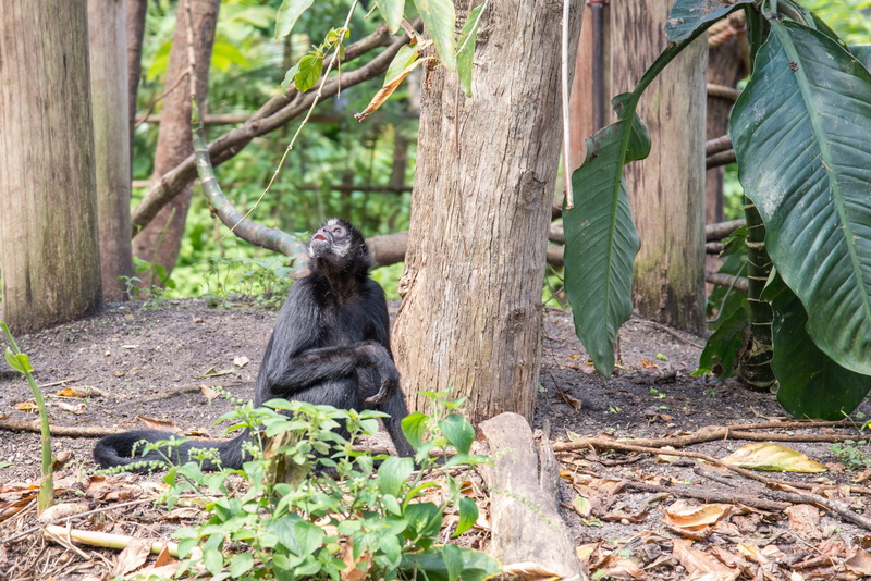 land, mammal, outdoors, jungle, plant, one animal, vertebrate, ape, tree trunk, animals in the wild, day, chimp, wild, species, 4K, wildlife, primate