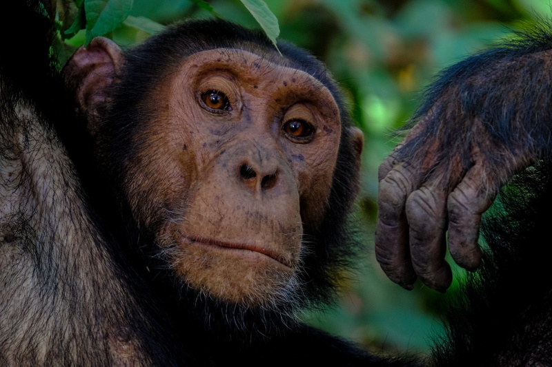portrait, nature, tropical Rainforest, africa, mammal, cute, shot, staring, brown, monkey, face, eye, zoo, 5K, chimpanzee, glare, wildlife, scimpanzè