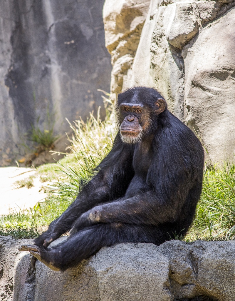 africa, sitting, animals in the wild, wild, mammal, day, monkey, primate, jungle, nature, chimp, forest, rock - object, animal, animal themes, one animal