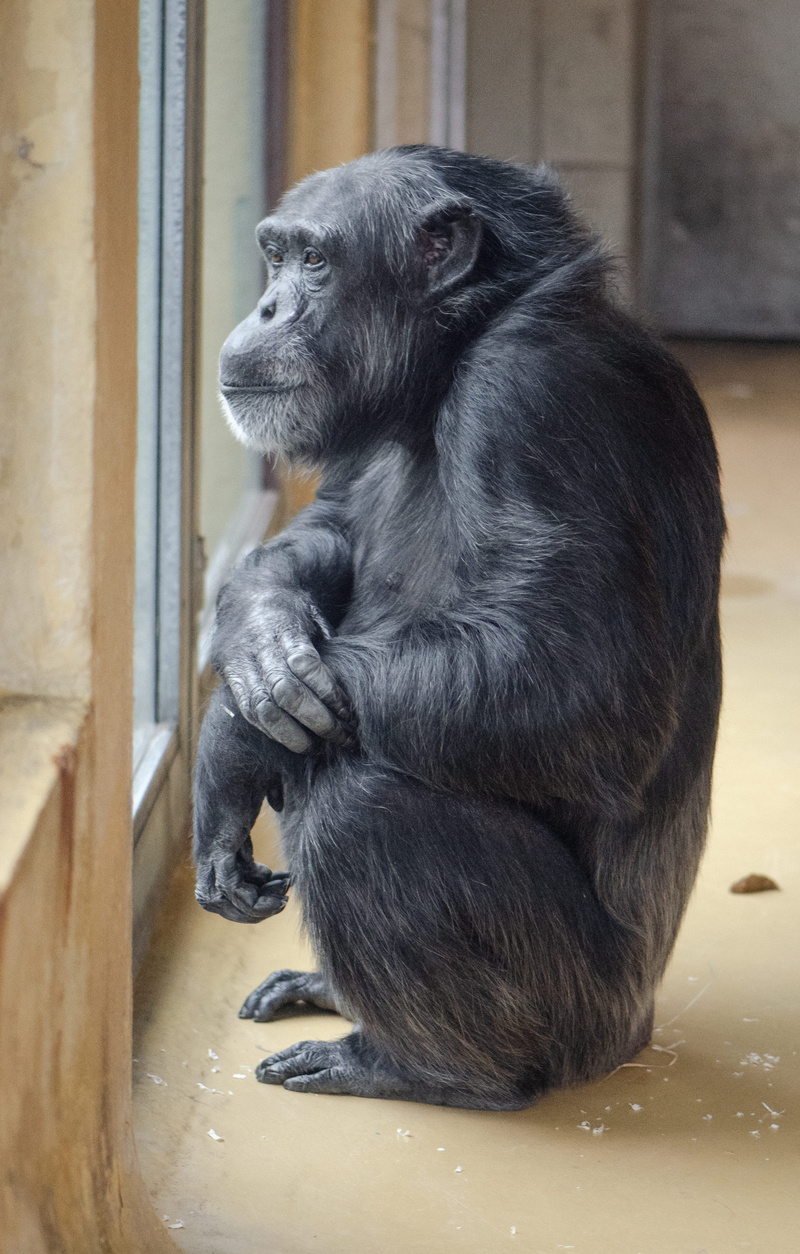 animal, sentimantal, animal themes, eating, pets, animal wildlife, mammal, looking, chimp, canine, zoo, looking away, orangutan, black color, gorilla, vertebrate