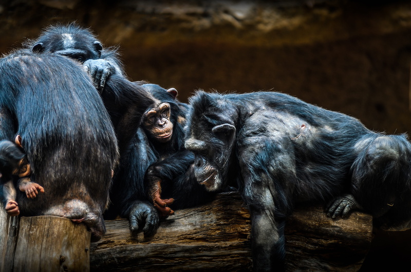 care, chimpanzee, watch, äffchen, chimps, wildlife, animal, animal wildlife, two animals, wildlife photography, animal family, family, nature, no people