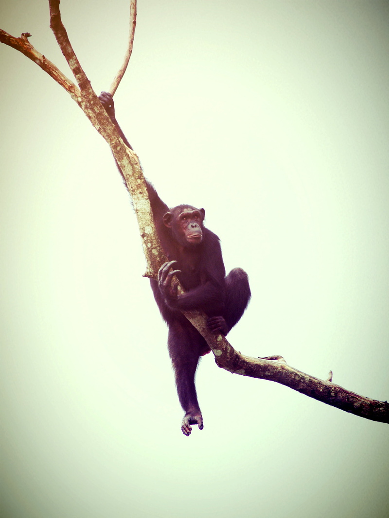 chimp, trees, branch, africa, ape, full length, eyes, no people, lonely, green, one animal, sit, 2K, mammal, fingers, wild, funny, think, bald, black