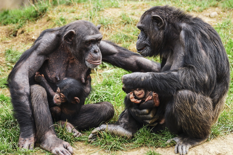 animal world, view, animal, no people, intelligent, nature, dialogue, togetherness, primates, herbivorous, day, young animal, mammal, monkey, apes, group of animals