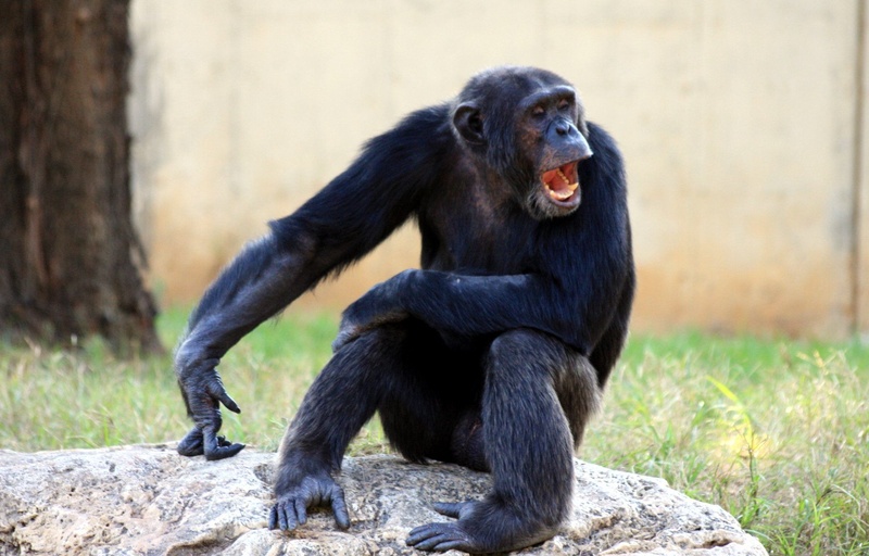 yawning, mammal, animal, rock - object, gorilla, ape, animal themes, chimpanzee, forest, animals in captivity, animals in the wild, no people, primate