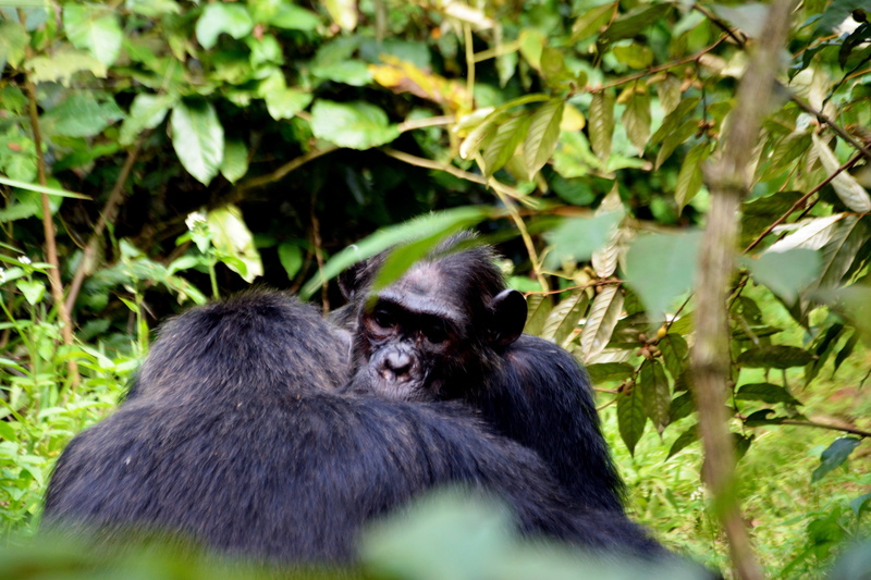 mammal, no people, tropical forest, animal wildlife, day, monkey, outdoors, nature, ape, forest, tree, chimps, young animal, wildlife, animal family, leaf