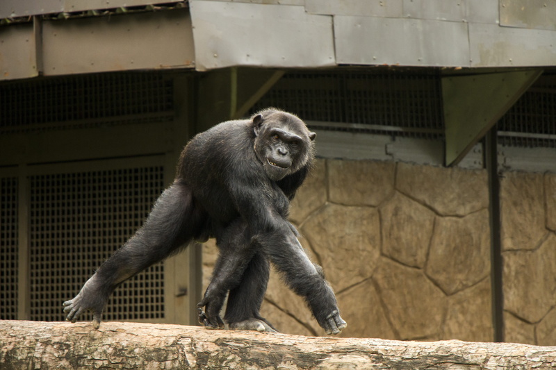 5K, one animal, mammal, outdoors, animal wildlife, no people, monkey, the zoo, primate, building exterior, ape, nature, day, animals in captivity, animal