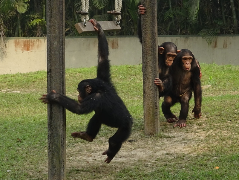 day, animal wildlife, outdoors, wildlife, zoo, no people, group of animals, plant, animals in the wild, ape, nature, animals in captivity, kolkata, india