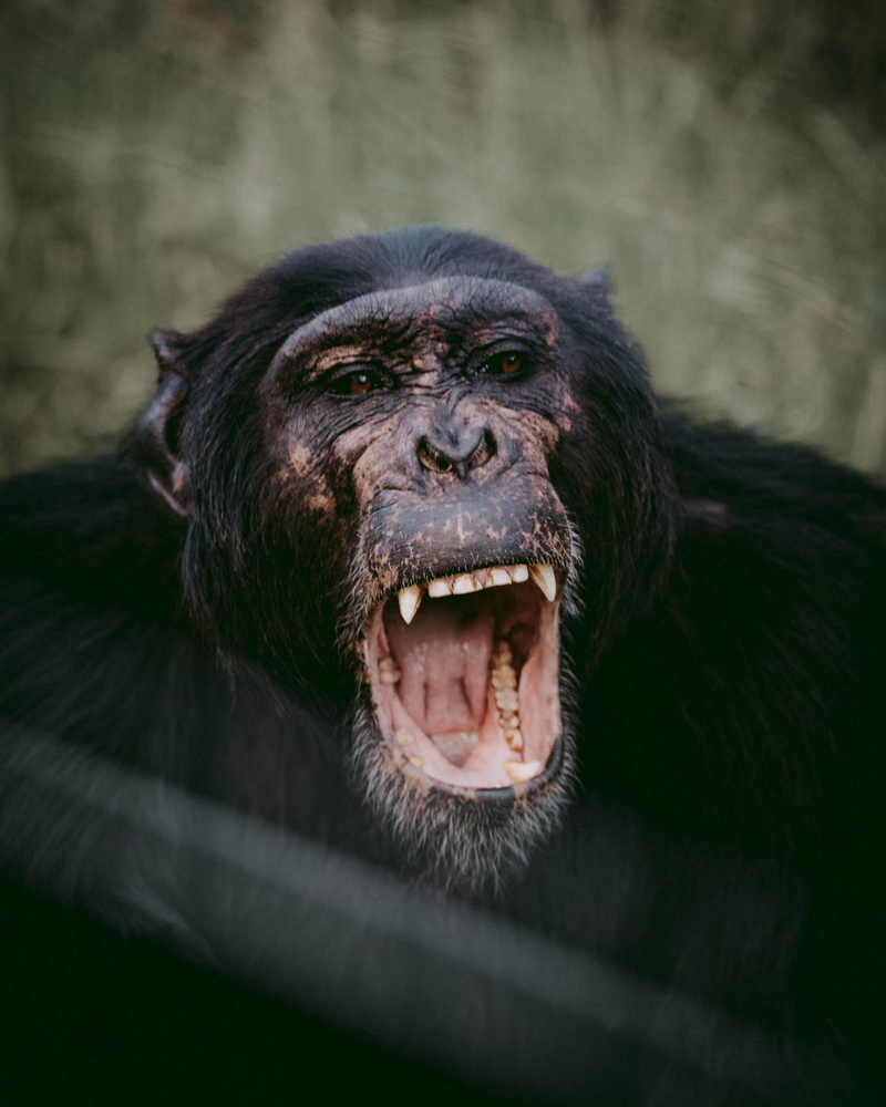 looking at camera, animal head, animals in the wild, 2K, gorilla, mouth, nanyuki, ol pajeta, animals, animal mouth, animal wildlife, portrait, lip, one animal