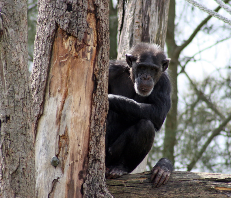 zoology, ape, photography, wood - material, day, shallow, trunk, plant, old, mammal, branch, animal wildlife, animal themes, chimpanzee, one animal, focus