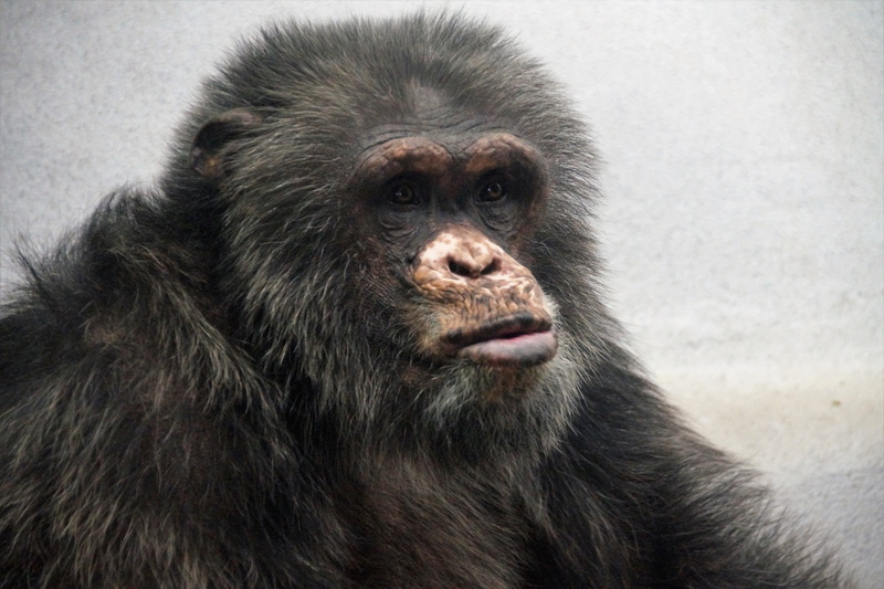 close-up, the zoological garden, no people, ape, animal wildlife, monkey, one animal, gorilla, looking at camera, animal body part, animal, primate, animals in captivity