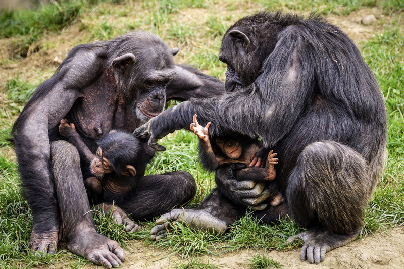 care, zoo animal, ape, sitting, animal family, no people, zoo, intelligent, babies, animal wildlife, animals in the wild, day, female animal, togetherness
