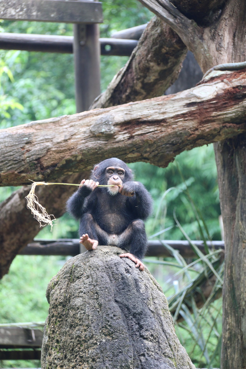 funny, animals in the wild, animal themes, branch, no people, ape, one animal, animal, 5K, chimp, sitting, outdoors, zoo, monkey, tree, plant, day, vertebrate