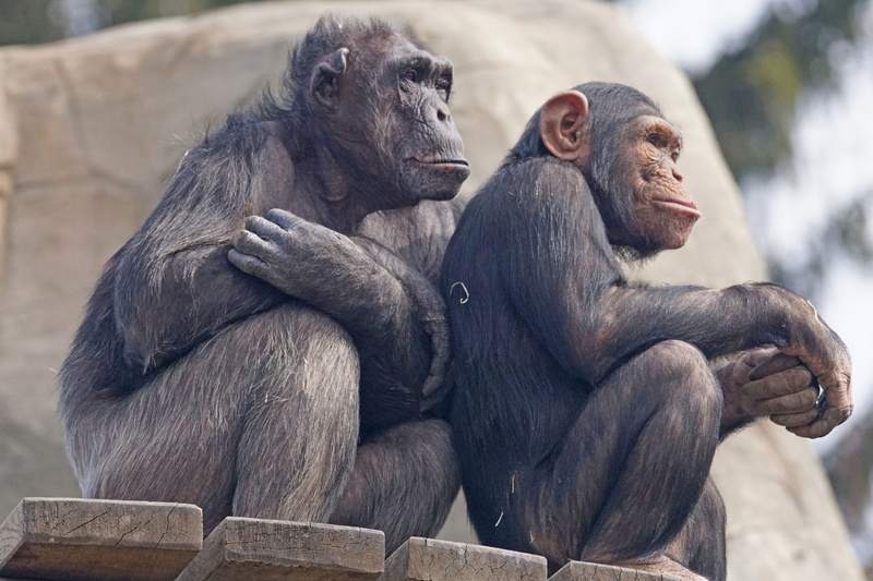 primate, mammal, relaxed, day, looking away, outdoors, looking, animal family, focus on foreground, care, chimps, contemplation, zoo, ape, black, relax