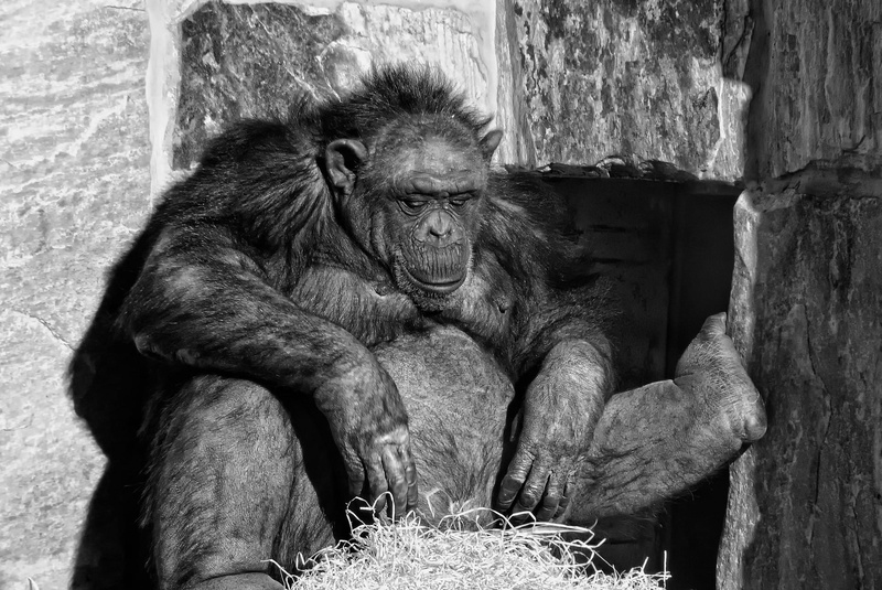 chimp, vertebrate, chimpanzee, no people, looking, primate, one animal, nature, day, black, animals in the wild, mouth open, mammal, jungle, outdoors, 1080P