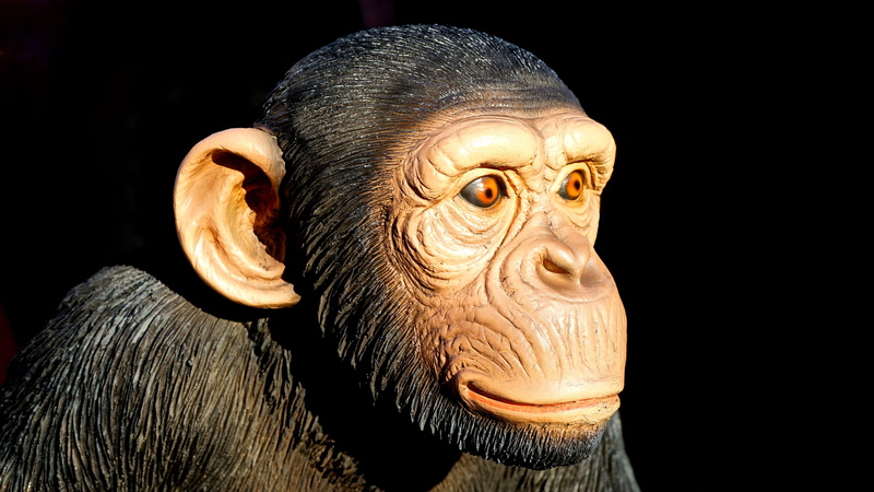 nature, expression, funny, portrait, monkey, cute, sculpture, face, wild, 5K, head, wildlife, art and craft, animal body part, character, contemplation