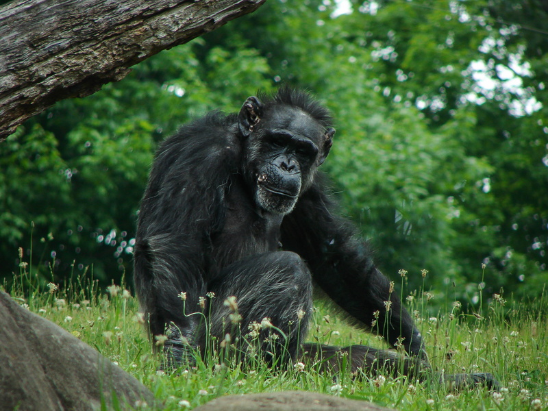 mammal, growth, cute, outdoors, primate, vertebrate, intelligent, plant, Wildlife, face, zoo, african, tree, animal themes, 2K, creature, species, Animal