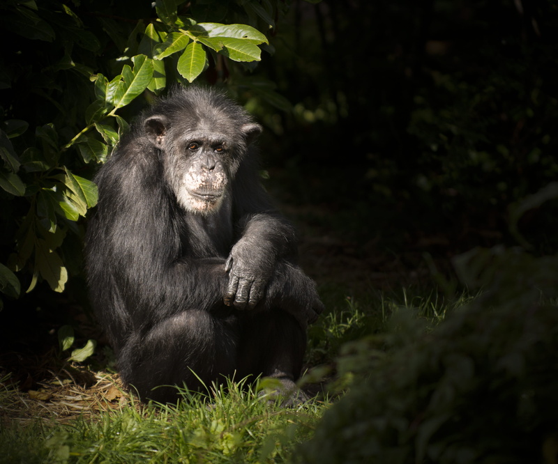 chimp, vertebrate, mammal, outdoors, tree, primate, plant, animal themes, no people, zoo, land, forest, 2K, selective focus, nature, one animal, ape, animal