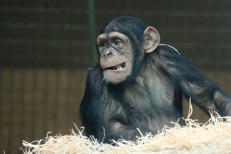 cage, chimp, black, looking away, making, 2K, primate, mouth, monkey, vertebrate, zoo, zoology, Creature, Ape, Chimpanzee, Face, mammal, looking, one animal