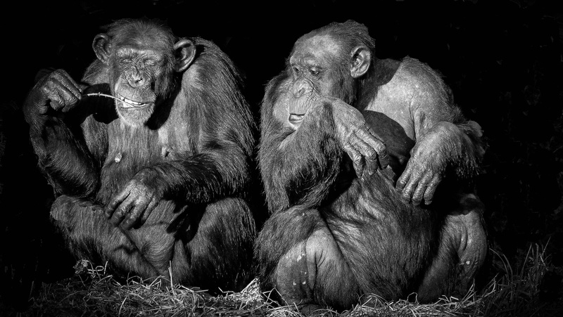 monkey, gorilla, black and white, zoo, 4K, monotone, group of animals, herbivorous, animals in the wild, animal family, vertebrate, no people, animal
