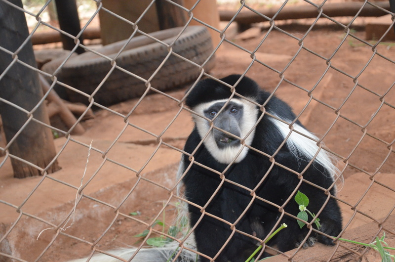 animals in captivity, no people, 4K, monkey, portrait, one animal, animal wildlife, vertebrate, fence, wire mesh, safety, day, animal head, mammal, zoo