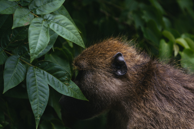 africa, close-up, near, jungle, baboon, nature, tree, wood, brown, animal, rainforest, animal wildlife, gorilla, land, plants, monkey, outdoors, mammal