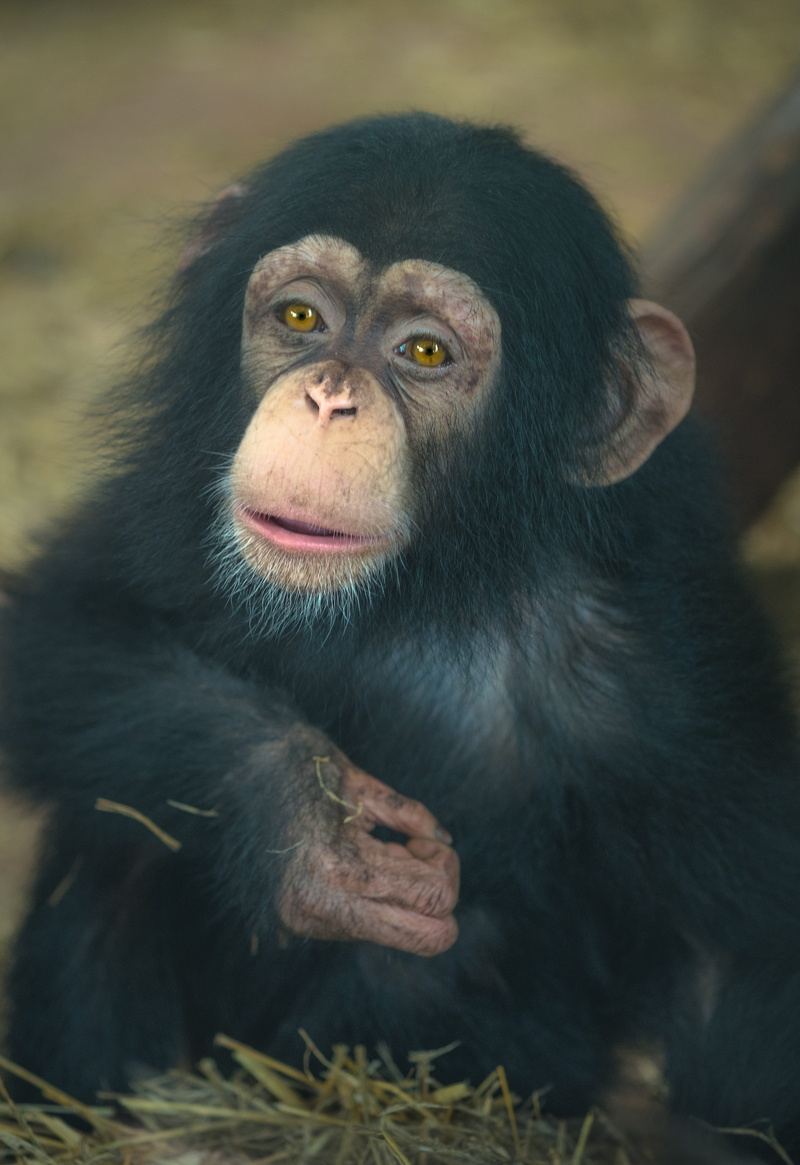 africa, primary, looking, outdoors, primate, looking at camera, baby, no people, vertebrate, look, ape, chimp, animals in the wild, portrait, one animal