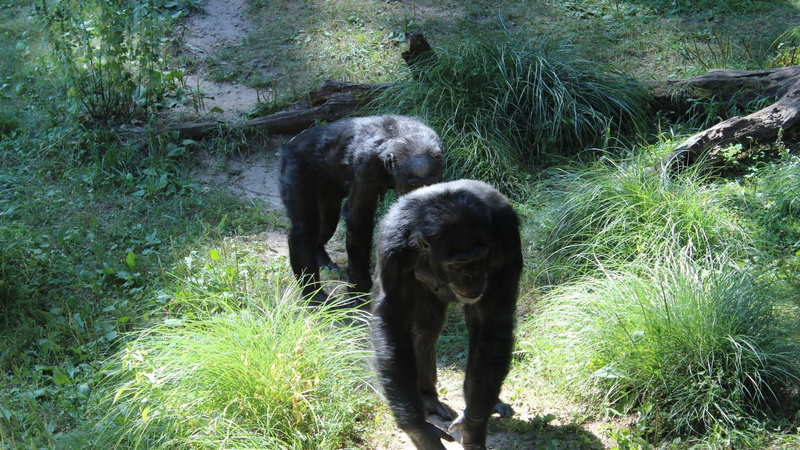 vertebrate, two animals, 1080P, animals in the wild, group of animals, field, zoo, animal family, domestic, outdoors, primate, chimp, animal, green color