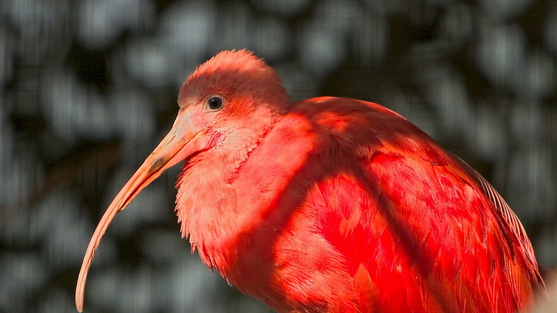 day, beak, animal head, bird, one animal, portrait, pink Color, outdoors, vertebrate, ibis, wildlife, animal, multi Colored, animal body part, animal themes