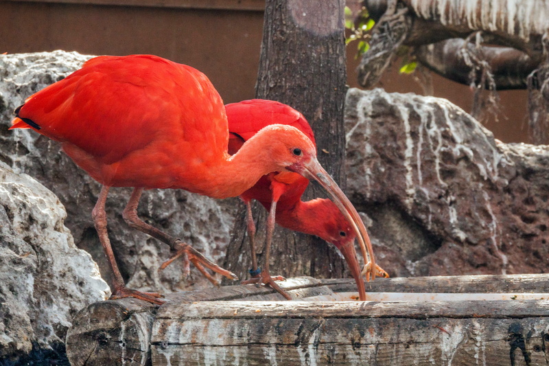 valencia, wood - material, bird, close-up, vertebrate, red, no people, ibises, animal themes, solid, perching, scarlet, glossy ibis, beak, rock, one animal