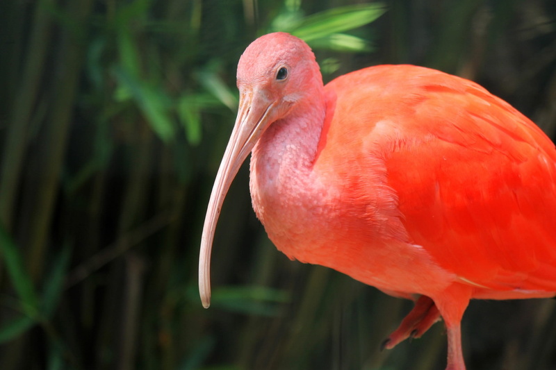 animals in the wild, green, focus on foreground, close-up, animal neck, nature, animal themes, scarlet ibis, eudocimus ruber, 1080P, flamingo, orange