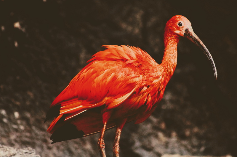 animal neck, beaked, nature, animal themes, day, photography, animal body part, animal wildlife, focus, red, scarlet, orange color, outdoors, profile view
