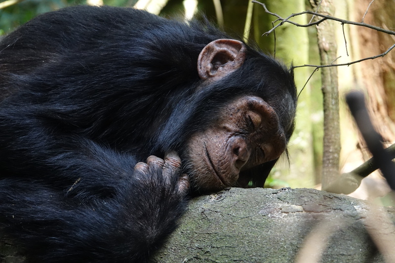 tree, animals in captivity, chimp, vertebrate, chimpanzee, sleep, primate, nature, 5K, animal themes, animal, animals in the wild, black color, no people