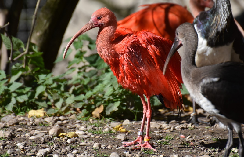 scarlet ibis, animal themes, animals in the wild, group of animals, ibis, bird, vertebrate, eudocimus ruber, male animal, pets, nature, day, red, tierpark hellabrunn