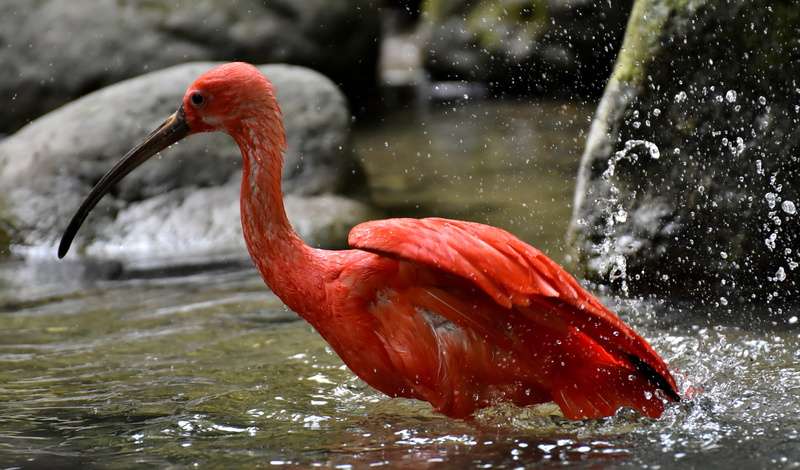 orange color, body, animal, flamingo, day, animal wildlife, animal themes, zoo, lake, animals in the wild, outdoors, nature, scarlet ibis, focus on foreground