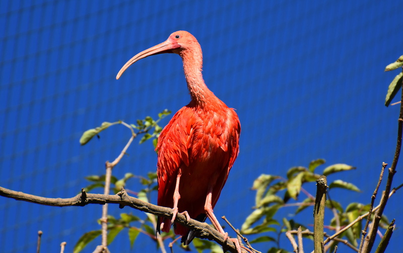 animals in the wild, focus on foreground, plumage, vertebrate, day, eudocimus ruber, scarlet ibis, beauty in nature, beak, animal, low angle view, red ibis