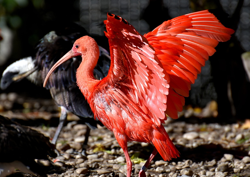 bird, nature, outdoors, animal wildlife, no people, animal themes, tierpark hellabrunn, beak, solid, red ibis, animal, eudocimus ruber, red, animals in the wild