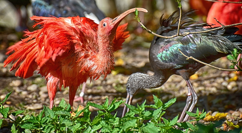 zoo, pets, red, agriculture, livestock, feather, group of animals, plumage, outdoors, bird, rooster, vertebrate, animal themes, eudocimus ruber, nature