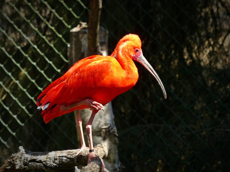 curved beak, one animal, no people, bird, close-up, outdoors, ibis, animal wildlife, glossy ibis, animal themes, nature, barrier, animal, animals in captivity