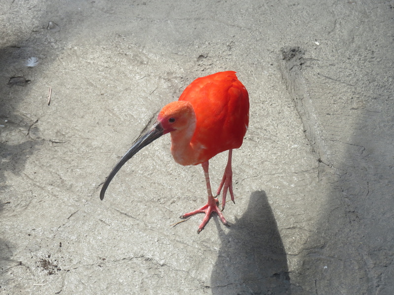 animal head, wild, 4K, dom, wildlife, Bird, outdoor, close-up, avian, one animal, shadow, day, no people, Fly, ibis, animal, Feather, Scarlet Ibis, nature
