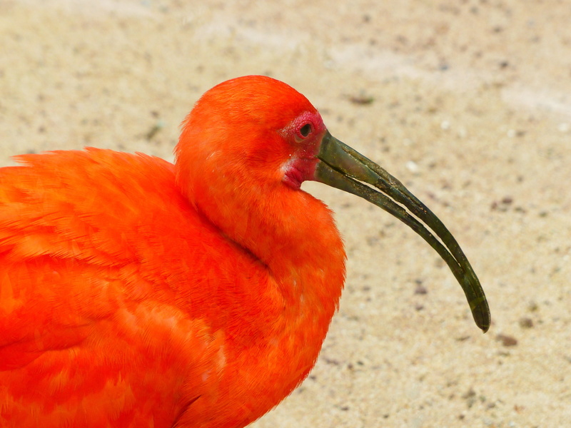 animal themes, orange color, Bird, ibis, day, bill, vertebrate, focus on foreground, one animal, animal, animal wildlife, eastern, land, animals in the wild