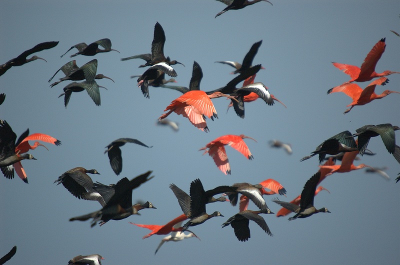 nature, animal, birds, vertebrate, scarlet ibis, animal themes, flock of birds, ibis, 2K, bird, wildlife, no people, black ibis, motion, sky, animals in the wild