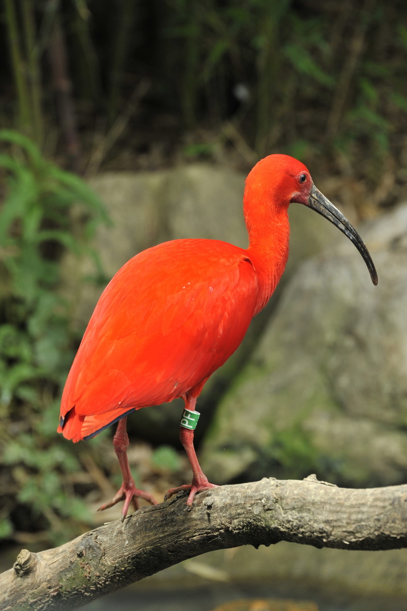 tree, eudocimus ruber, no people, plumage, animals in the wild, perching, animal, animal neck, colorful, focus on foreground, day, nature, close-up, ibis