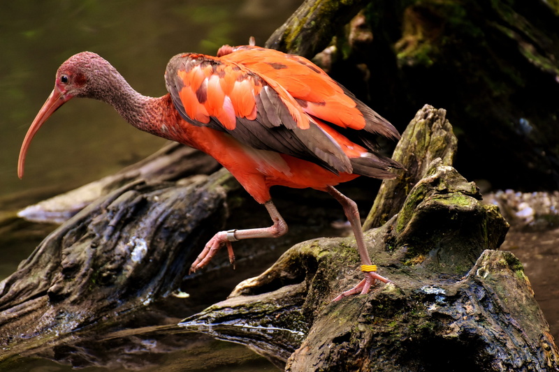 long, solid, bird, plumage, daytime, zoo, one animal, body, orange, orange color, animal, outdoors, 4K, black, rock, vertebrate, animal themes, tierpark hellabrunn