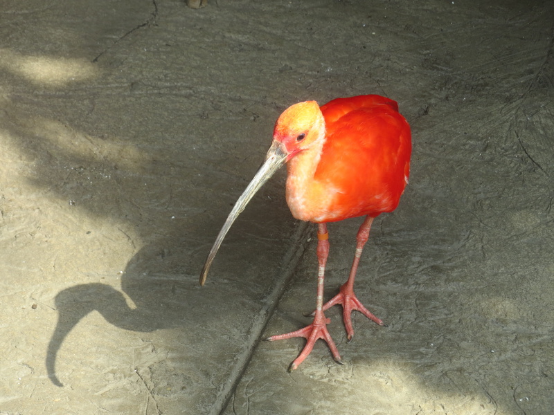 nature, ornithology, animal wildlife, animal body part, wildlife, vertebrate, species, environment, Scarlet Ibis, perching, observation, orange color, ecology